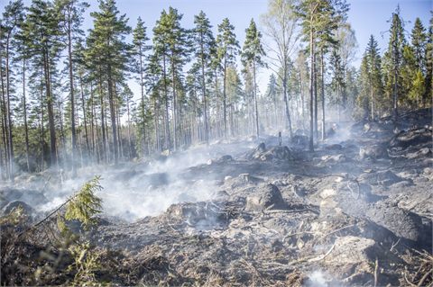 Skogsbrand på hygge vid Norrmora