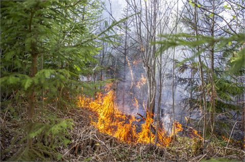 Skogsbrand i Västerby utanför Hedemora