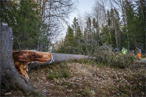 Flera larm om nedfallna träd